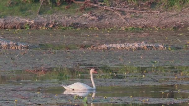 Mooie Witte Zwanen Het Meer — Stockvideo