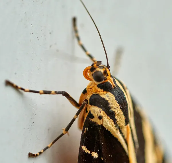 Красивая Бабочка Тигра Джерси Стене — стоковое фото