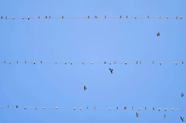 Gli Uccelli Appollaiati Sui Fili Una Linea Aerea — Foto Stock