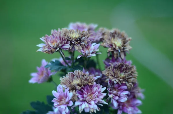 Küçük Çiçeklerin Yakın Plan Çekimi — Stok fotoğraf