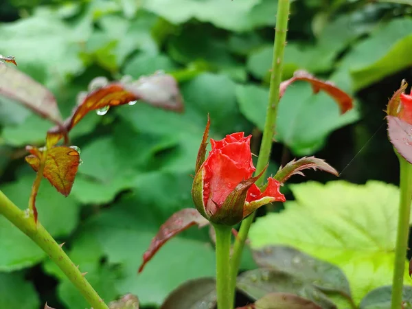 Zbliżenie Ujęcie Czerwonego Pączka Róży Rośnie Ogrodzie — Zdjęcie stockowe