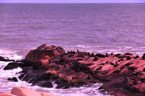 Горизонтальний Знімок Морських Левів Каменях — стокове фото
