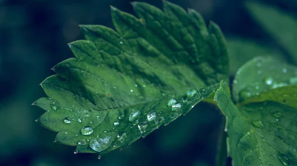 Крупним Планом Знімок Зеленого Листа Краплями Води Ньому — стокове фото