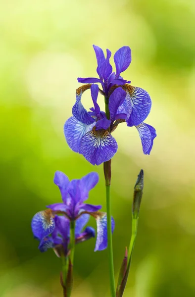 Closeup Shot Japanese Iris Iris Sanguinea Rays Sun Blurred Background — Stock Photo, Image