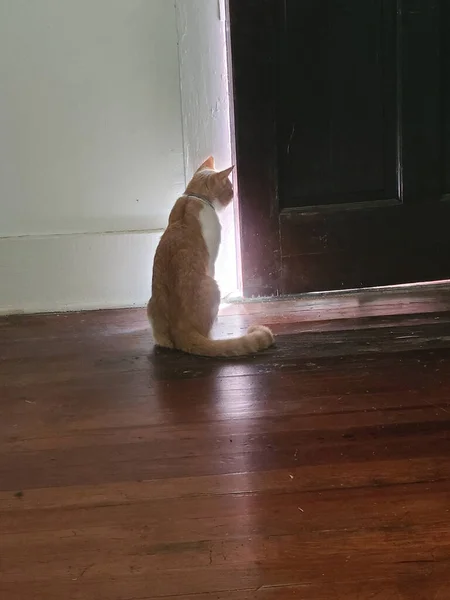 Ginger Cat Staring Wooden Door Home — Stock Photo, Image