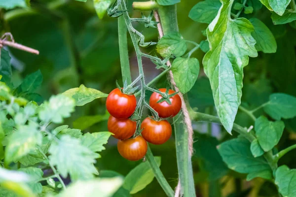 Primer Plano Tomates Cherry Creciendo Invernadero —  Fotos de Stock