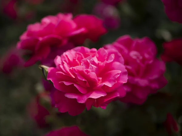 一朵绽放的粉红玫瑰的特写 — 图库照片