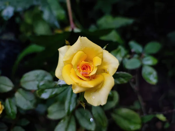Detailní Záběr Žluté Růže Která Roste Zahradě Zeleném Podkladu — Stock fotografie