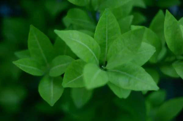 Closeup Shot Green Plants — Stock Photo, Image