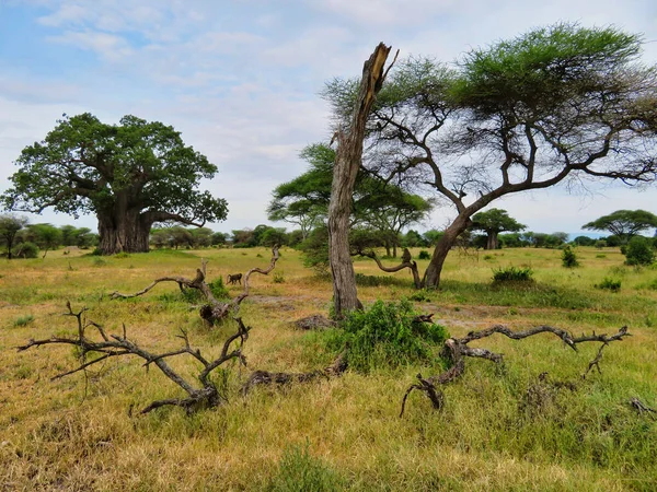 Drzewa Safari Afryce — Zdjęcie stockowe