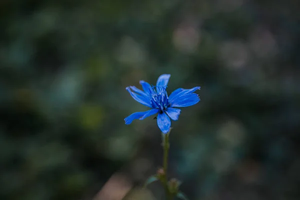 Foco Seletivo Uma Flor Chicória Azul Florescendo Campo Contra Fundo — Fotografia de Stock