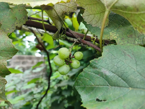 Zbliżenie Ujęcie Zielonych Winogron Winorośli — Zdjęcie stockowe
