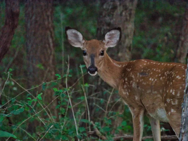 Ένα Όμορφο Ελάφι Στο Ernie Miller Nature Center Olathe — Φωτογραφία Αρχείου