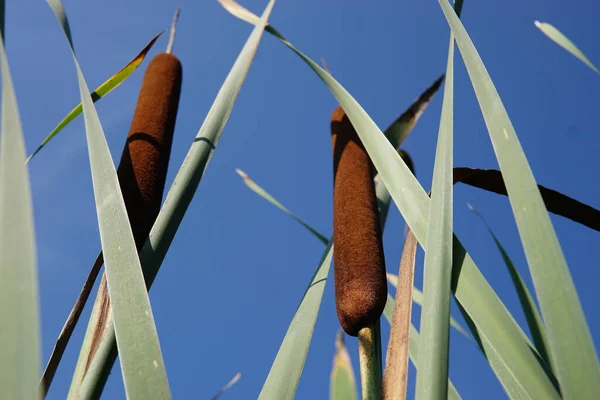 Eine Nahaufnahme Eines Vogels Mit Einem Himmel Hintergrund — Stockfoto