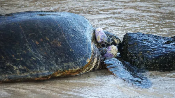 Uma Tartaruga Marinha Havaiana Ameaçada Extinção Praia Kauai — Fotografia de Stock