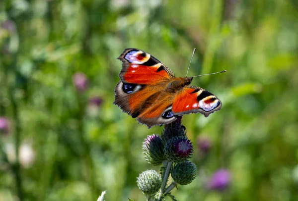 Primer Plano Ojo Pavo Real Mariposa Una Flor Cardo — Foto de Stock