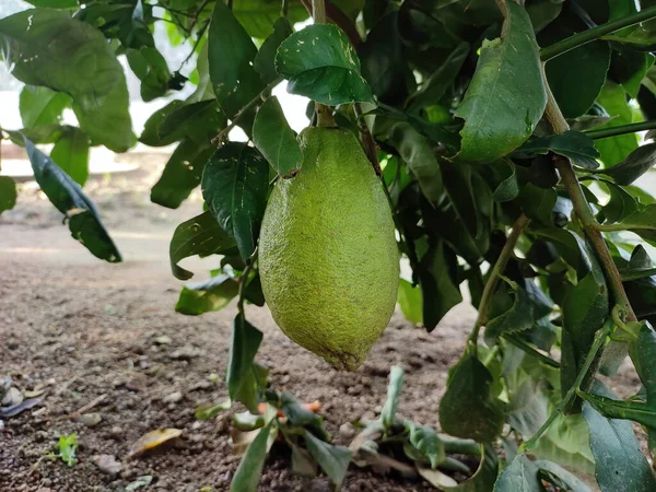 Primer Plano Una Fruta Verde Limón King Creciendo Árbol Que —  Fotos de Stock