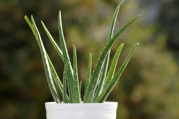 Eine Nahaufnahme Einer Aloe Vera Pflanze Einem Topf Auf Unscharfem — Stockfoto