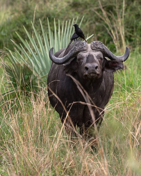 ウガンダのマーチソン滝国立公園のアフリカのバッファローでカラスの垂直ショット — ストック写真