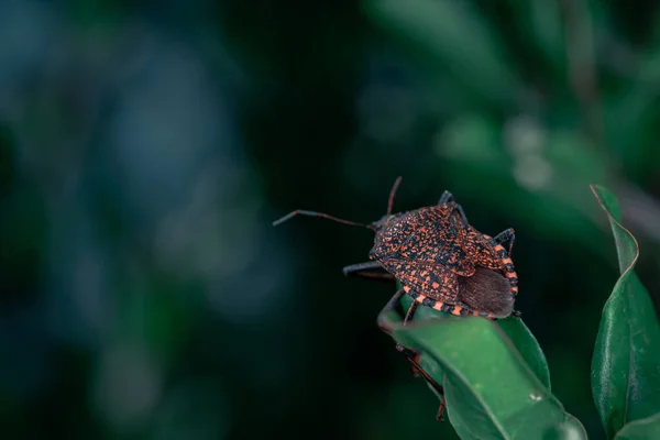 Closeup Bugs Leaf — Stock Photo, Image