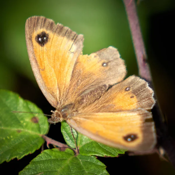 Orange Gatekeeper Fjäril Växt — Stockfoto