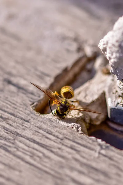 Gros Plan Une Abeille Morte Sur Surface Bois — Photo