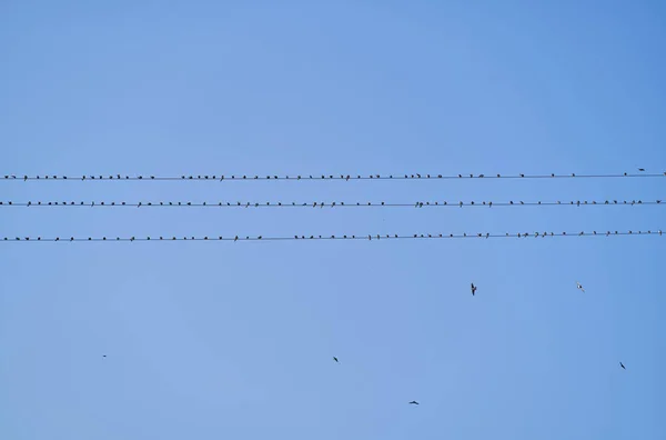 Les Oiseaux Perchés Sur Les Fils Une Ligne Aérienne — Photo