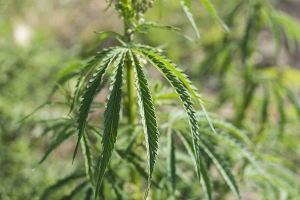 Selektive Fokusaufnahme Einer Marihuana Pflanze Einem Garten — Stockfoto