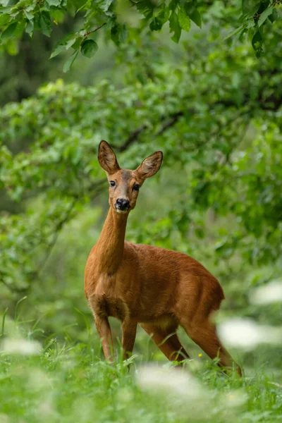 Plan Rapproché Une Femelle Chevreuil Sur Paysage Verdoyant Parc Format — Photo