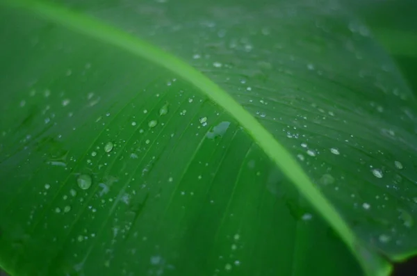 Крупный План Зелёного Листа — стоковое фото