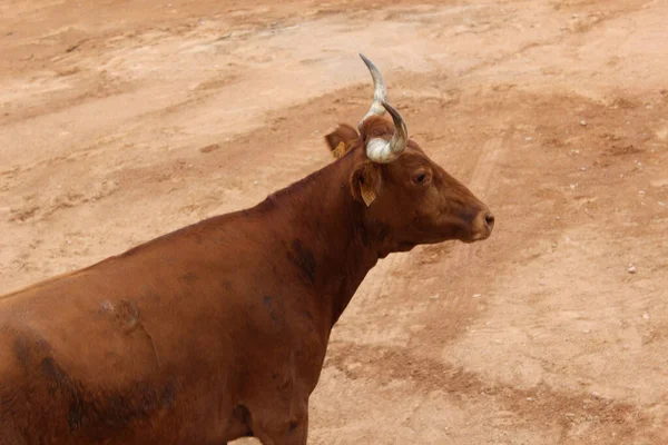 牧場の雄牛のクローズアップ — ストック写真