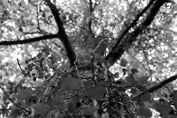 Низкоугольный Снимок Сухих Ветвей Деревьев Парке — стоковое фото