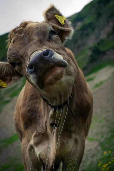 Vertikální Záběr Hnědého Švýcarského Dobytka Poli Zemi — Stock fotografie