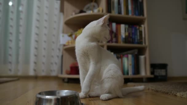 Маленькая Белая Кошка Сидит Столе Комнате — стоковое видео