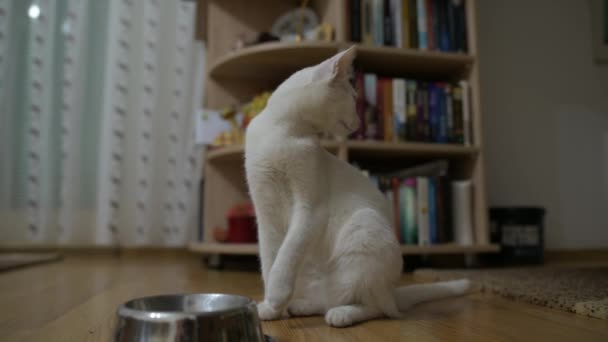 Small White Cat Sitting Table Room — Stock Video