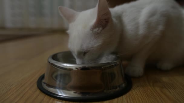 Kočka Domácí Krmivo Gauči — Stock video
