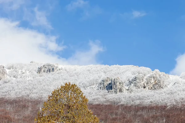 Eine Schöne Aufnahme Von Weißen Schneebedeckten Bäumen Auf Einem Berg — Stockfoto