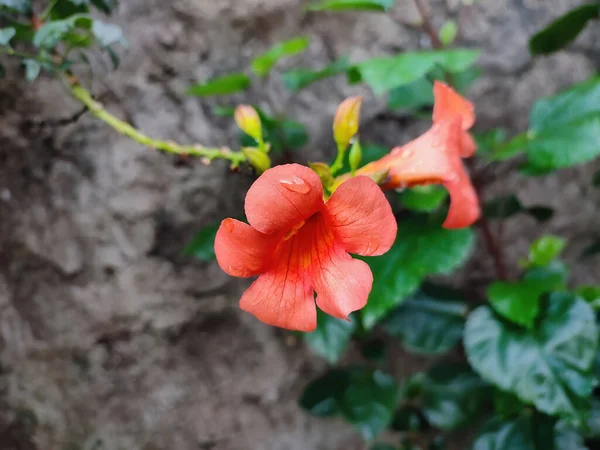 Tiro Close Uma Flor Videira Trumpet Vermelho Crescendo Jardim — Fotografia de Stock