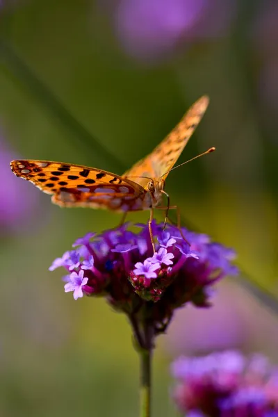 Plan Vertical Papillon Tacheté Orange Sur Des Fleurs Verveine Pourpre — Photo