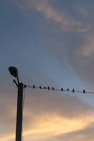 Silhuetas Dos Pássaros Empoleiradas Cabo Sob Céu Bonito Por Sol — Fotografia de Stock