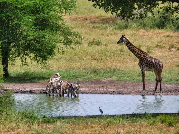 Żyrafa Parku Narodowym Afryce — Zdjęcie stockowe
