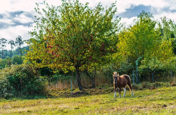 Hnědý Kůň Zeleni Slunečného Dne — Stock fotografie