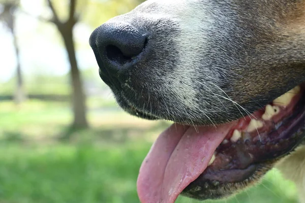 Cane Canino Felice Nel Parco Posa Una Foto — Foto Stock