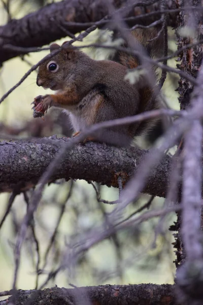 Vertical Shot Cute American Red Squirrel Standing Tree Branch Forest — Stock Photo, Image