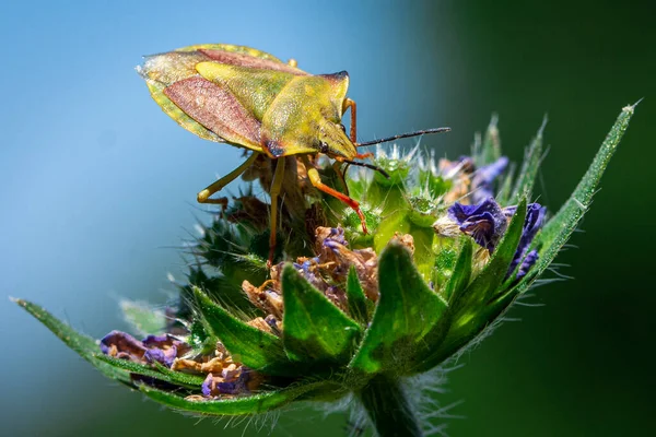 Närbild Sköld Bug Troilus Luridus Grön Växt — Stockfoto