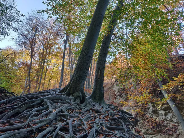 Una Foto Ángulo Bajo Árboles Altos Con Colores Otoñales Bosque —  Fotos de Stock