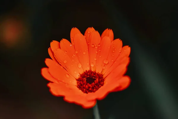 Eine Nahaufnahme Orangefarbener Ringelblume Mit Tautropfen Großartig Für Tapeten — Stockfoto