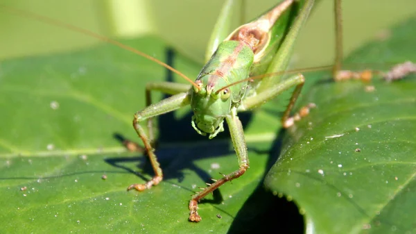 Shallow Focus Green Grasshopper Sunny Day Outdoors — Stock Photo, Image