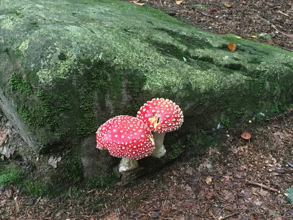 Tiro Seletivo Foco Mosca Agaric Pedra Coberta Musgo — Fotografia de Stock