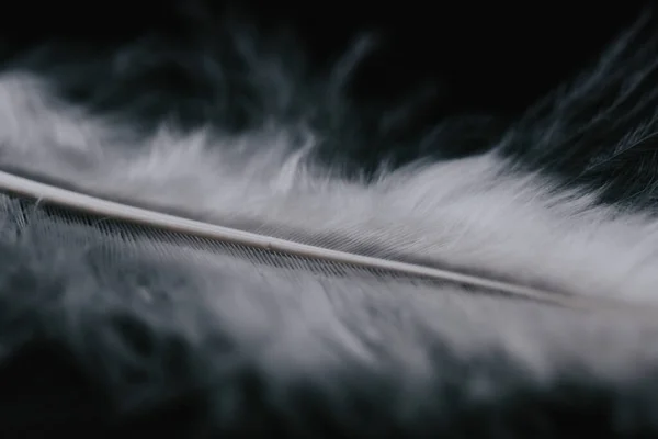 Closeup Shot White Feather Black Background — Stock Photo, Image